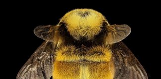 bee